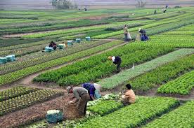 Farming